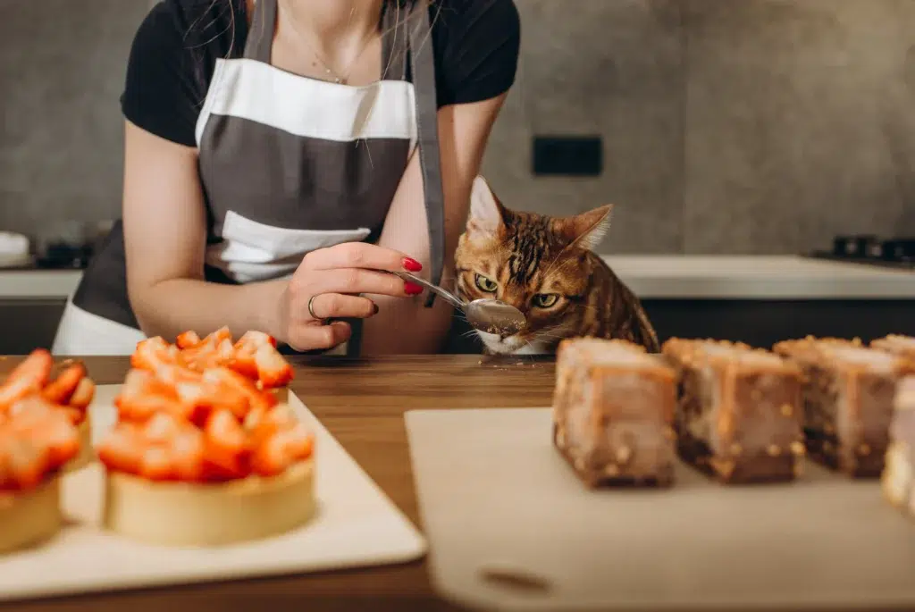 un chat qui veut manger le plat prévu pour Noël
