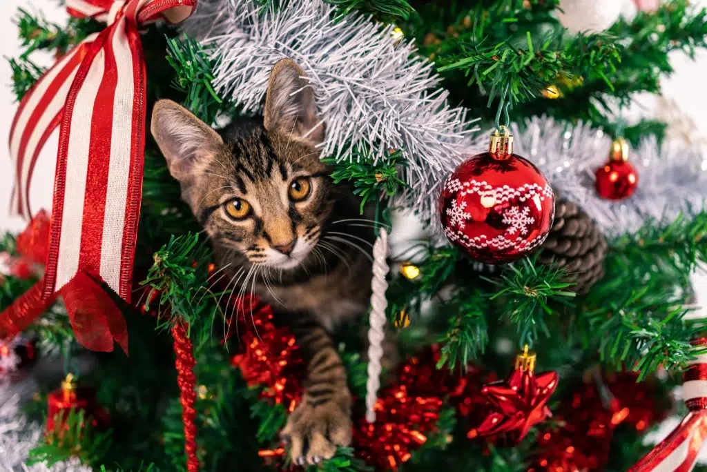 chat qui joue dans un sapin de noël