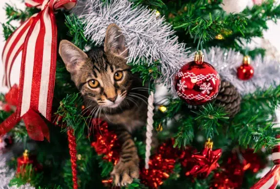 chat qui joue dans un sapin de noël