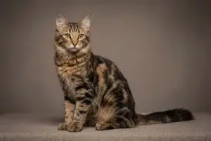 angora turc motif tabby