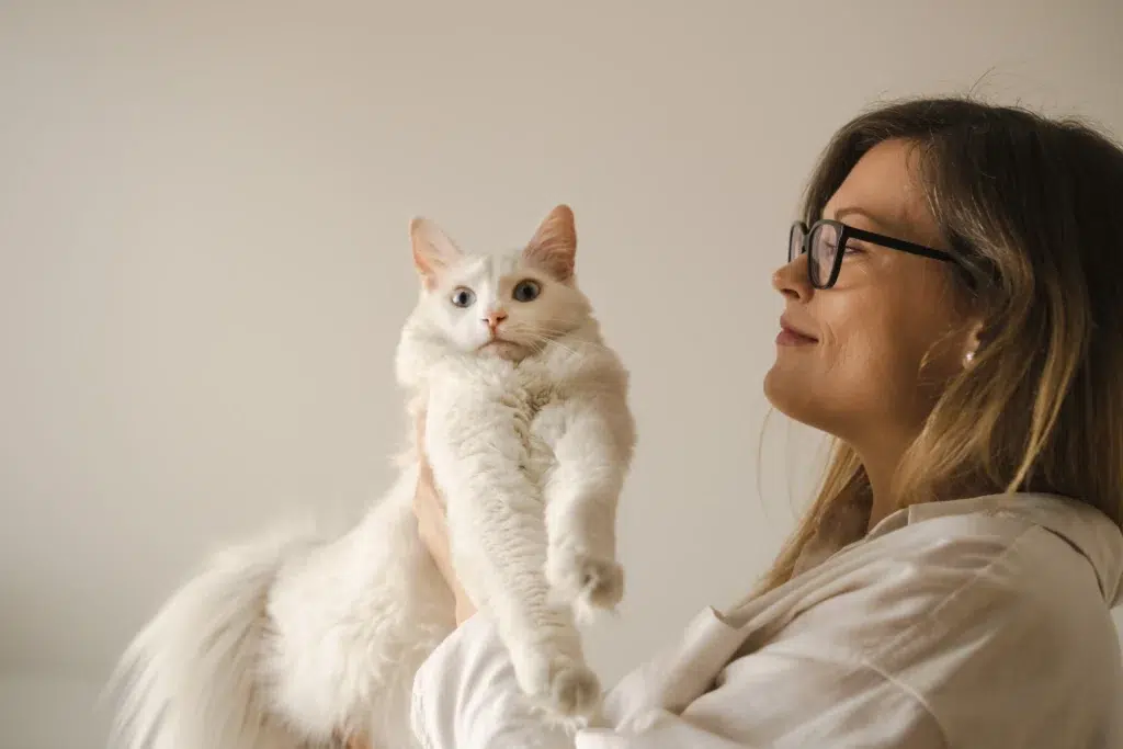 couleurs angora turc