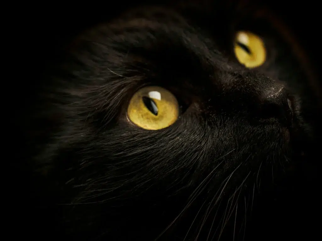 races de chats noirs