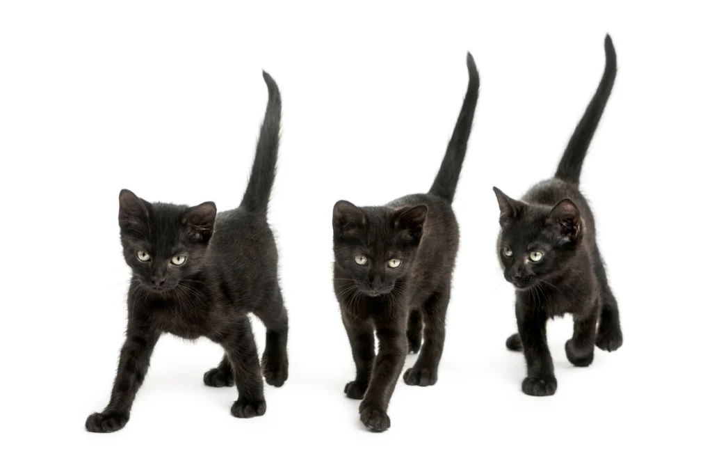 3 chatons au pelage noir
