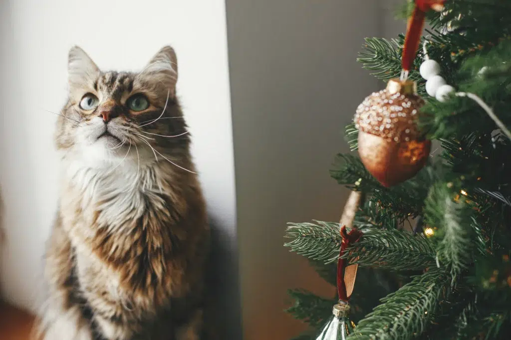jouet pour chat noël