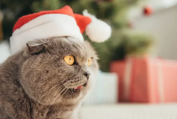 chat avec un bonnet de père noël sur la tête