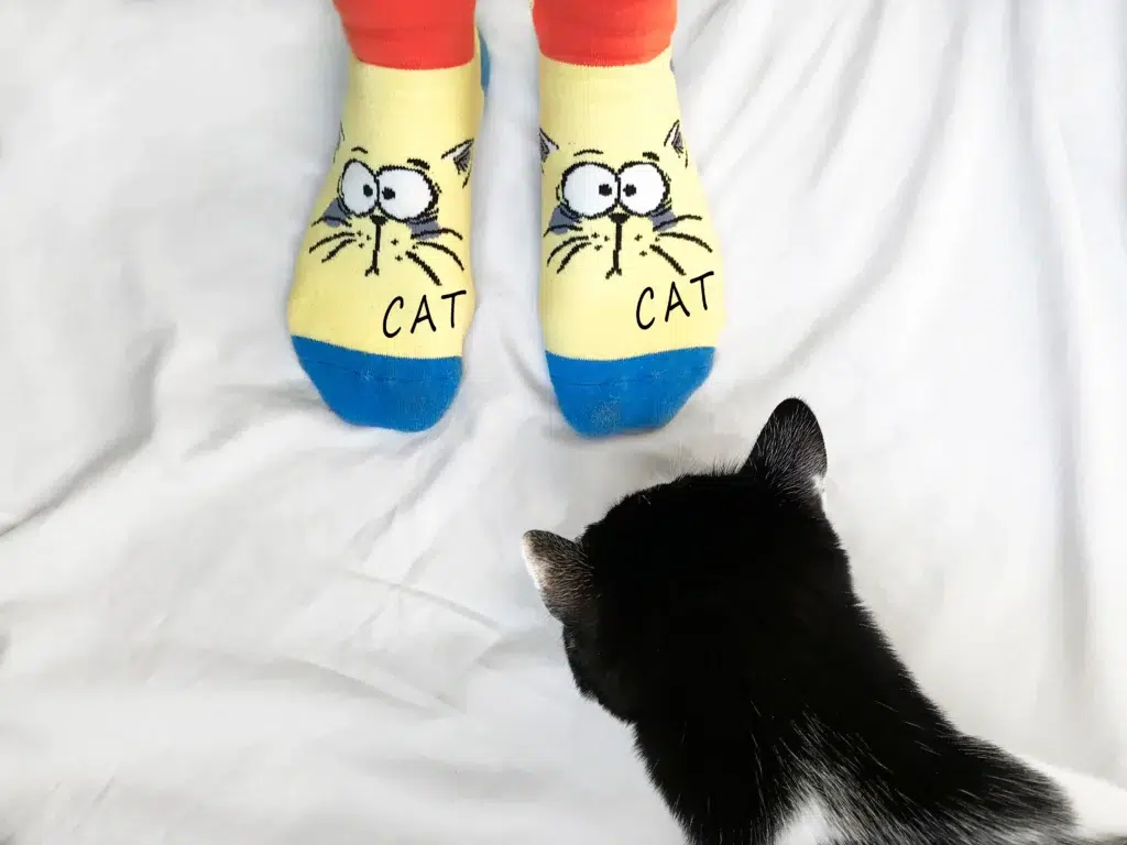 chat qui joue avec des chaussettes