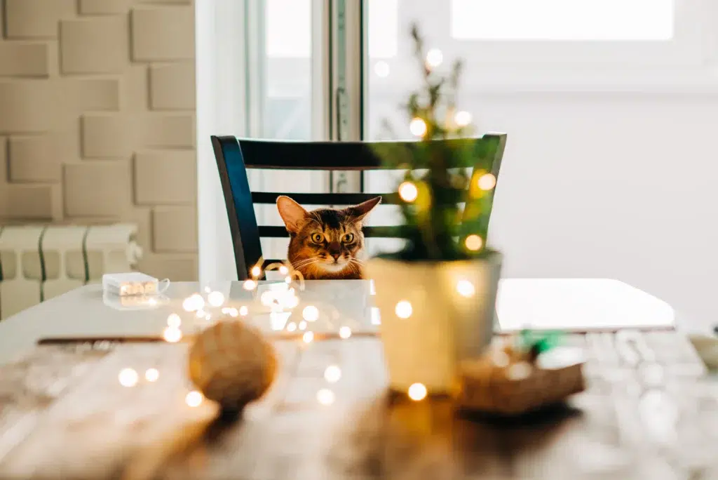 un chat qui regarde les plats pendant un repas de noel