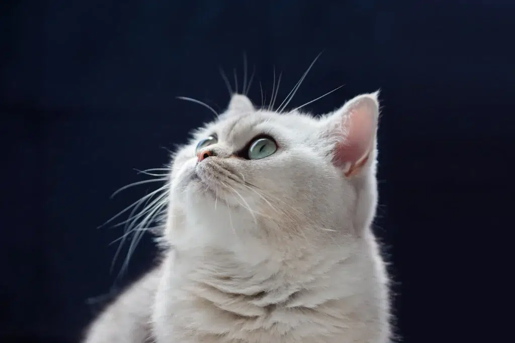 bristish shorthair blanc