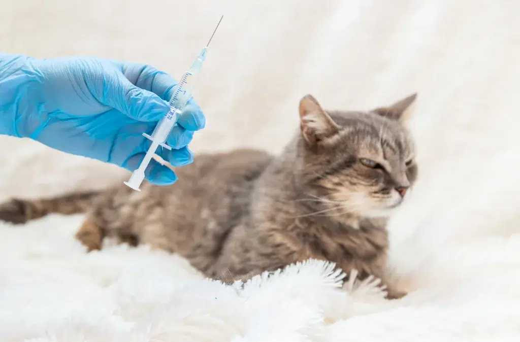 focus sur une seringue pour le rappel d'un vaccin d'un chat avec un chat en arrière plan