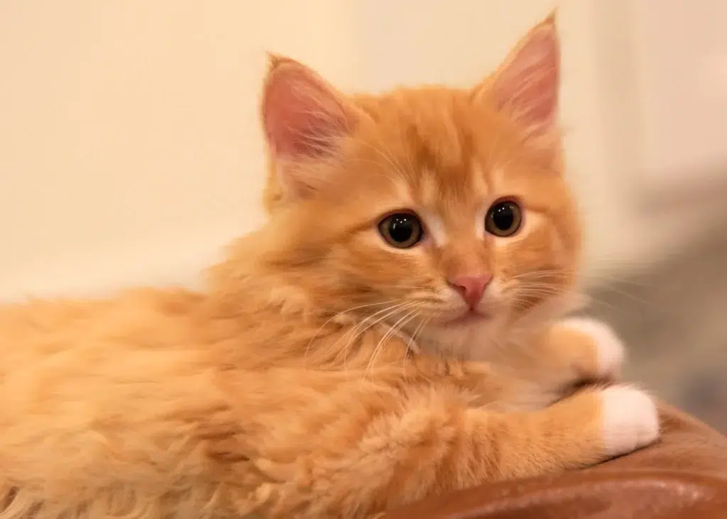 angora turc chaton roux