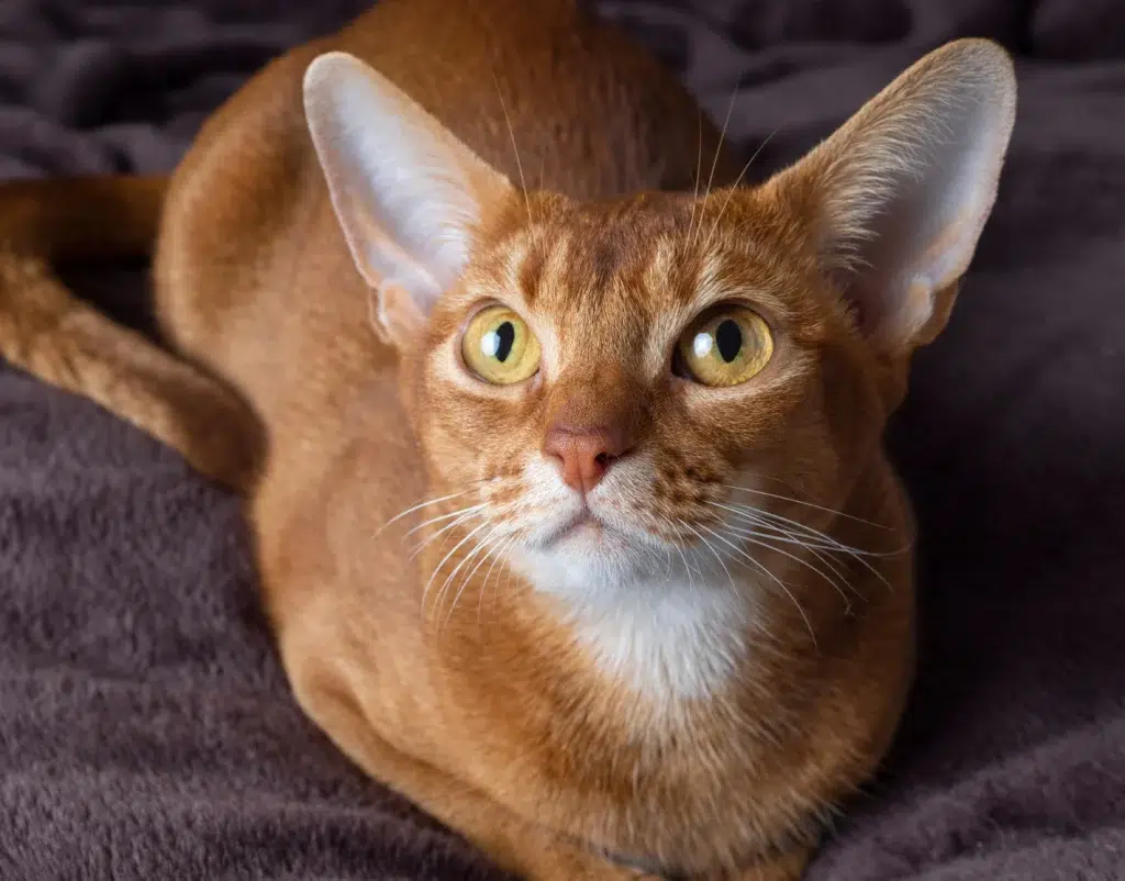 bébé chat roux abyssin