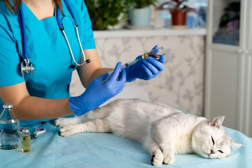chat endormi qui se fait vaccine par un vétérinaire