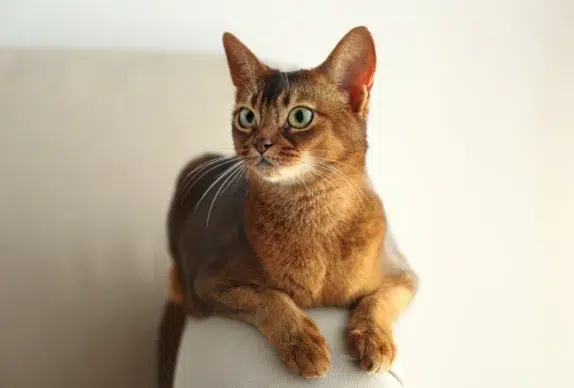 chausie chat