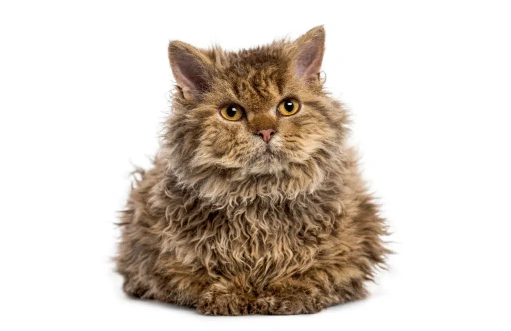 Selkirk Rex marron au poil frisé sur fond blanc