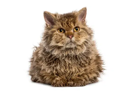 Selkirk Rex marron au poil frisé sur fond blanc