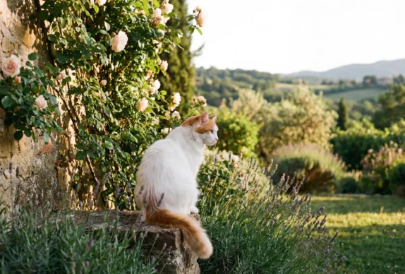 chat race turc de van