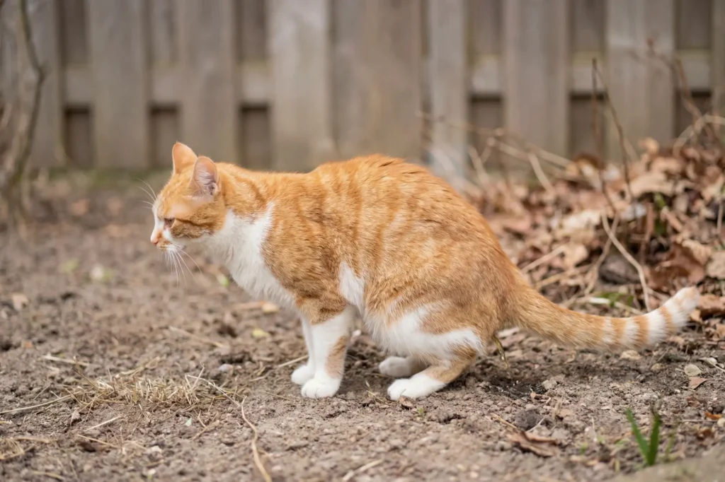 un chat urine Ă cause d'une cystite
