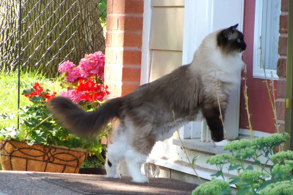 chat xl ragdoll devant une porte d'entrée