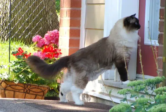 chat xl ragdoll devant une porte d'entrée