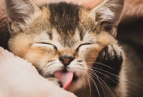 un chaton qui tète une couverture: comprendre ce comportement