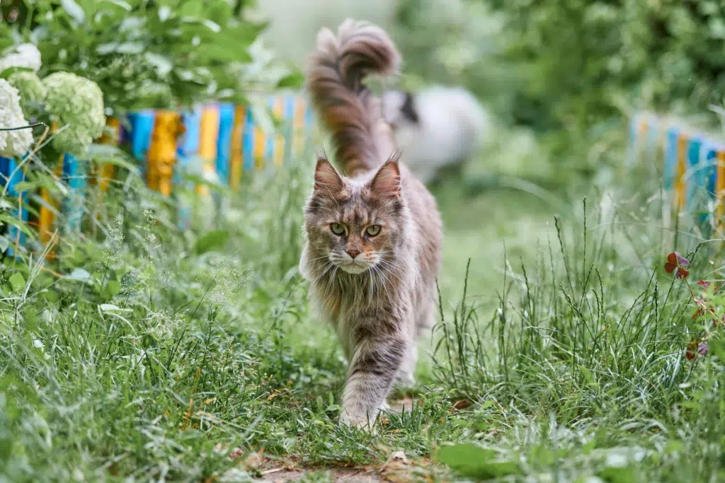 maine coon races de grands chats