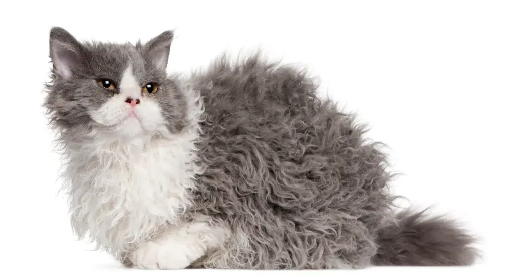 chat Selkirk Rex