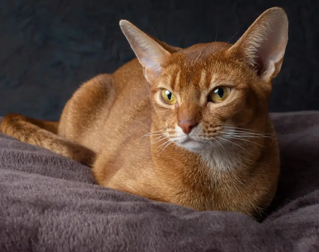 caractere et origine du chat chausie