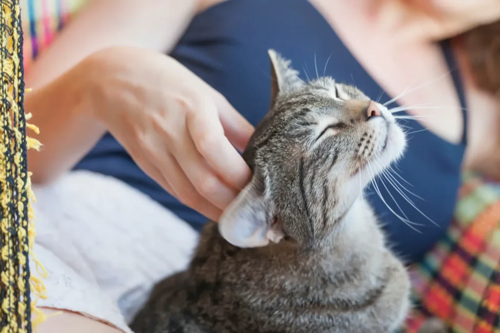 soulager démangeaison dermatite atopique chat