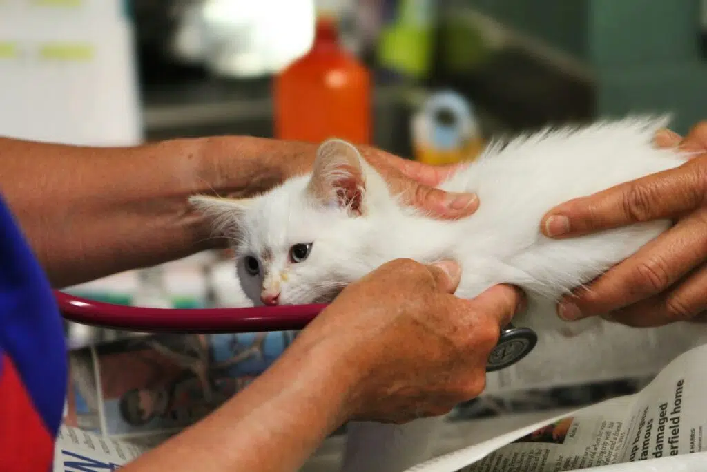 allergies alimentaires chez le chat avis vétérinaire