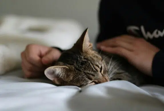 chat qui dort sur le lit