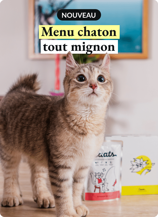 menu-chaton-tout-mignon
